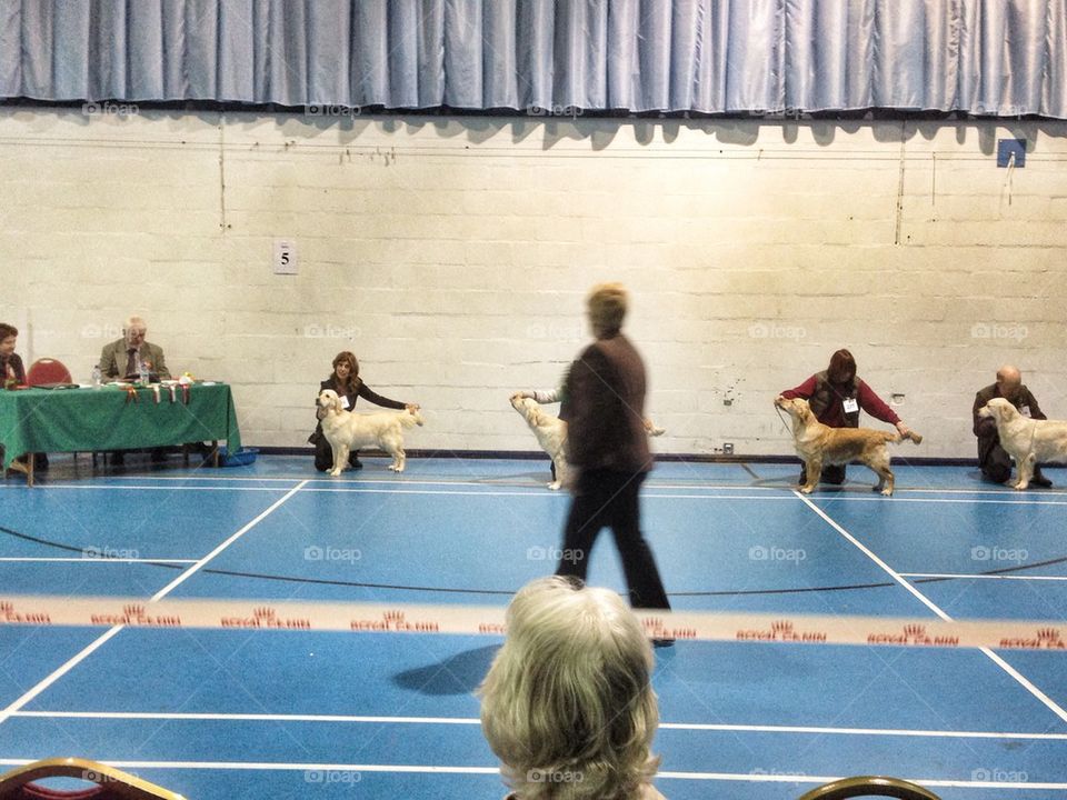 Dog show