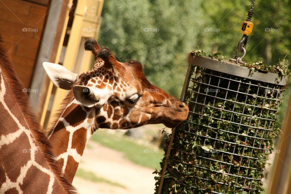 Giraffe eating 