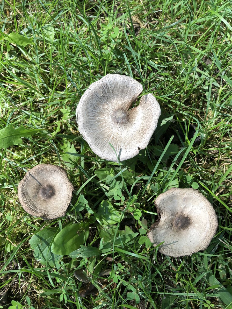 Fungus