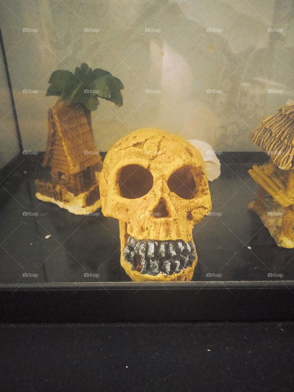skull one