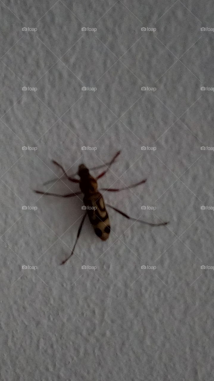 what kind of insect?