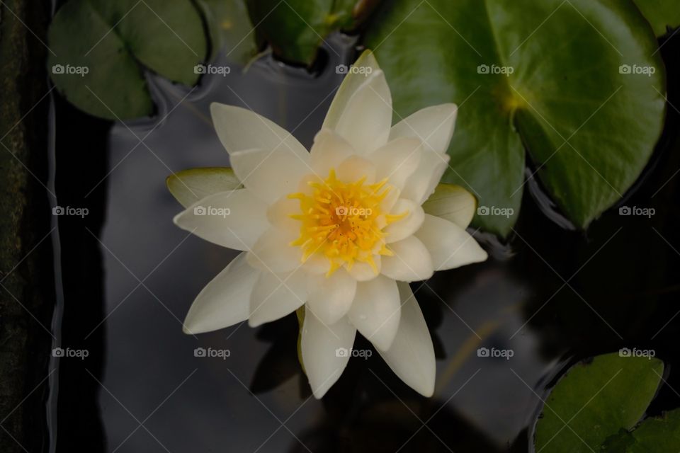 waterlily 4
