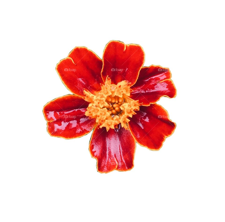 red flower icon 