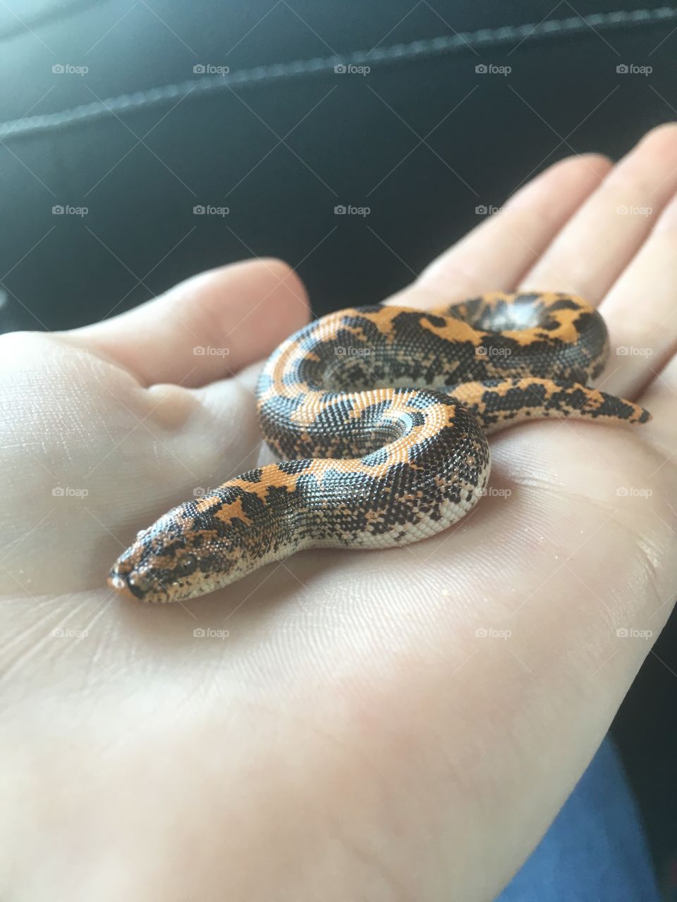 Baby Kenyan Sand Boa ready to go to his new home!