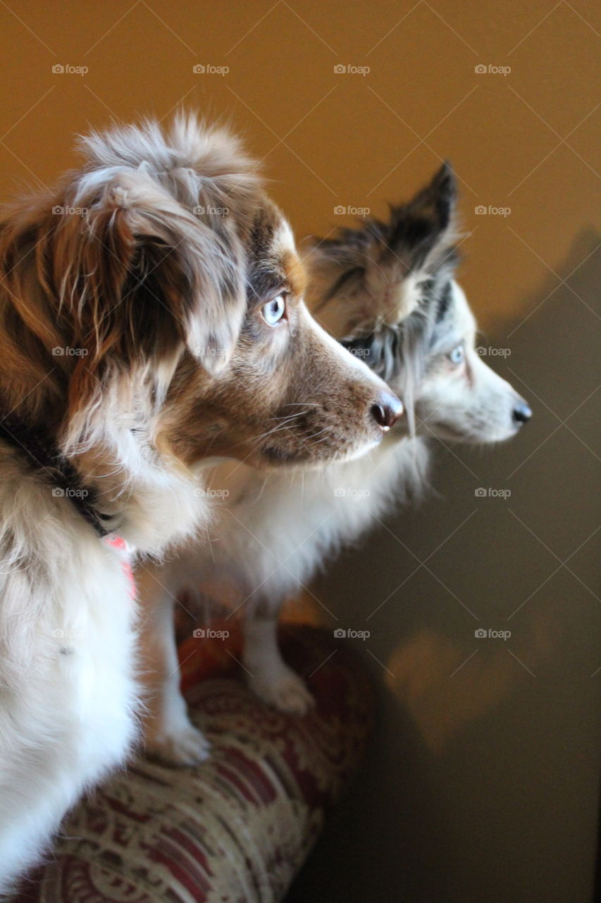 Two dogs looking for their master.