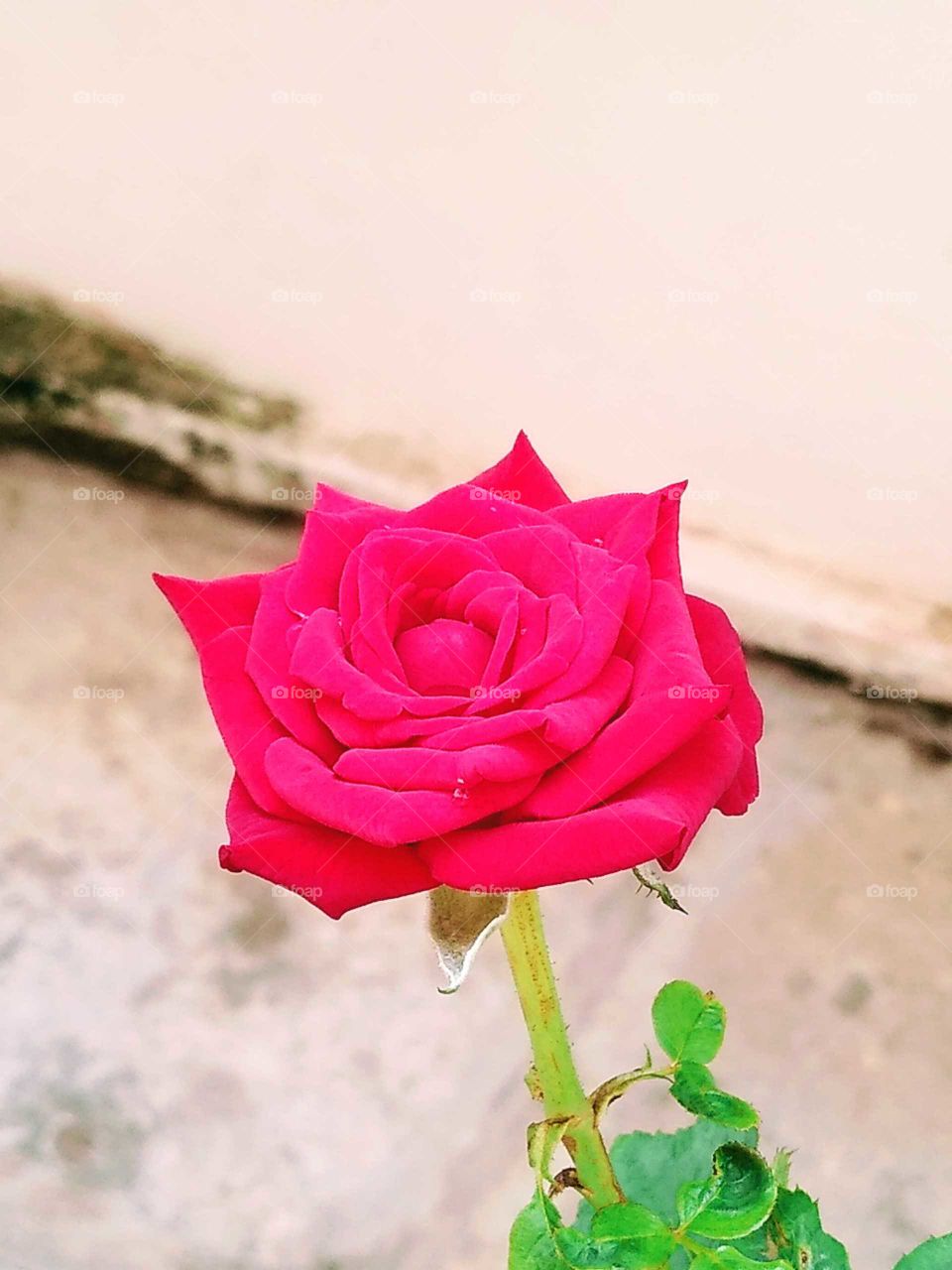 a beautiful red rose in my garden