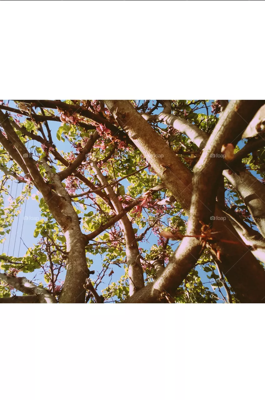 spring day