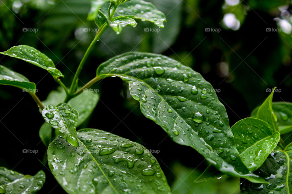 fresh leaves covered with morning dew