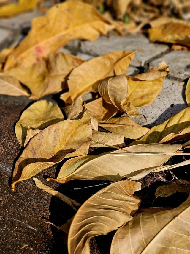 fallen yellow leaves