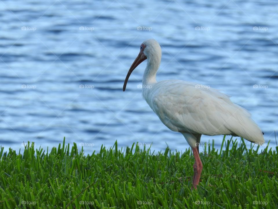 Lonely ibis