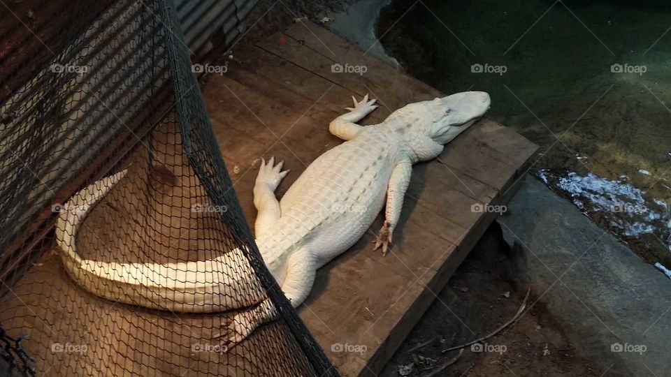 Albino alligator