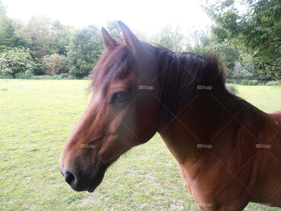 Brown Horse Up Close