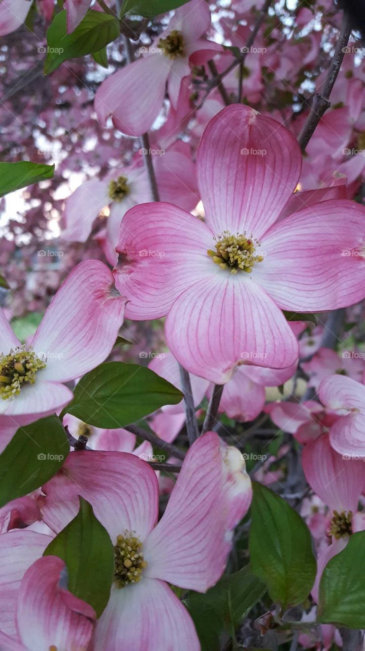 The spring blossoms are out