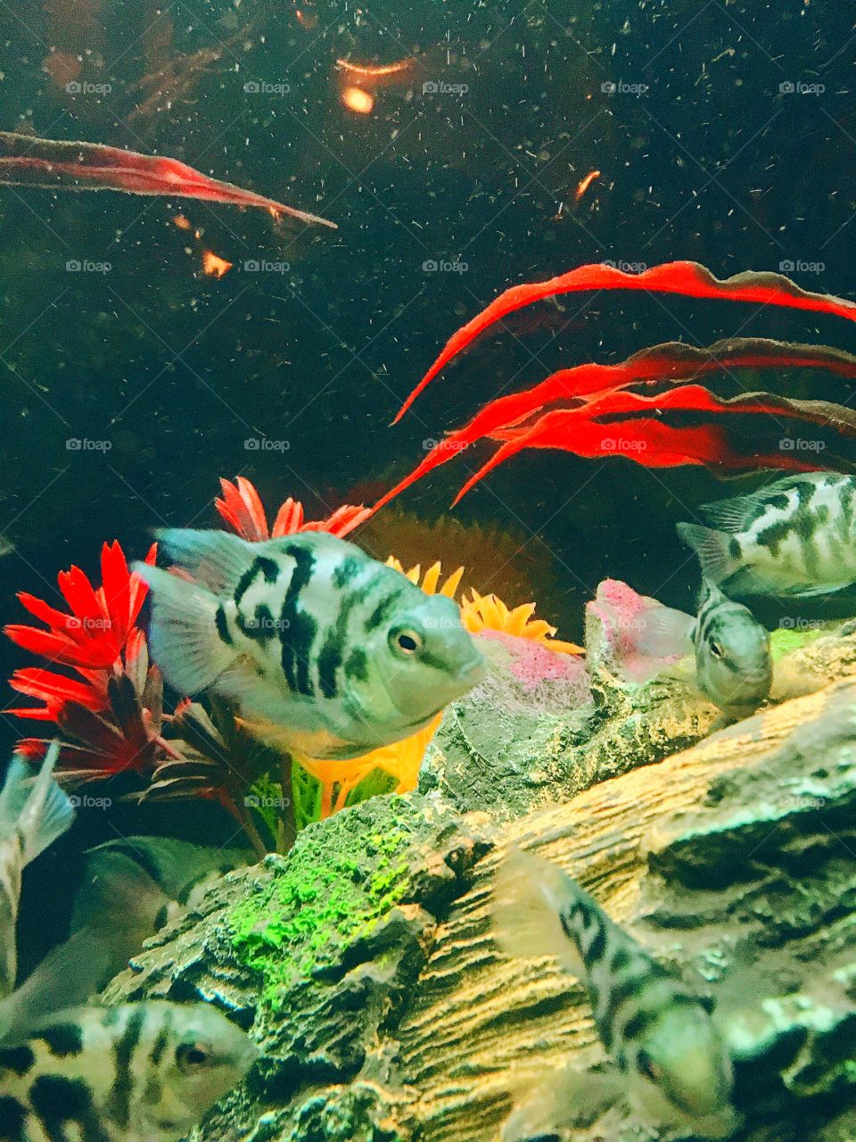 Shorty Convict fish, Ciclide native of  Centro America 