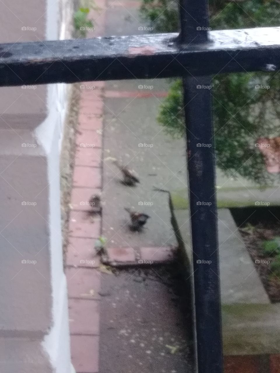 birds on a city sidewalk