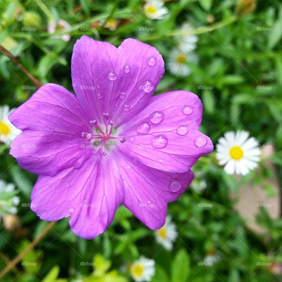 Flower after the rain