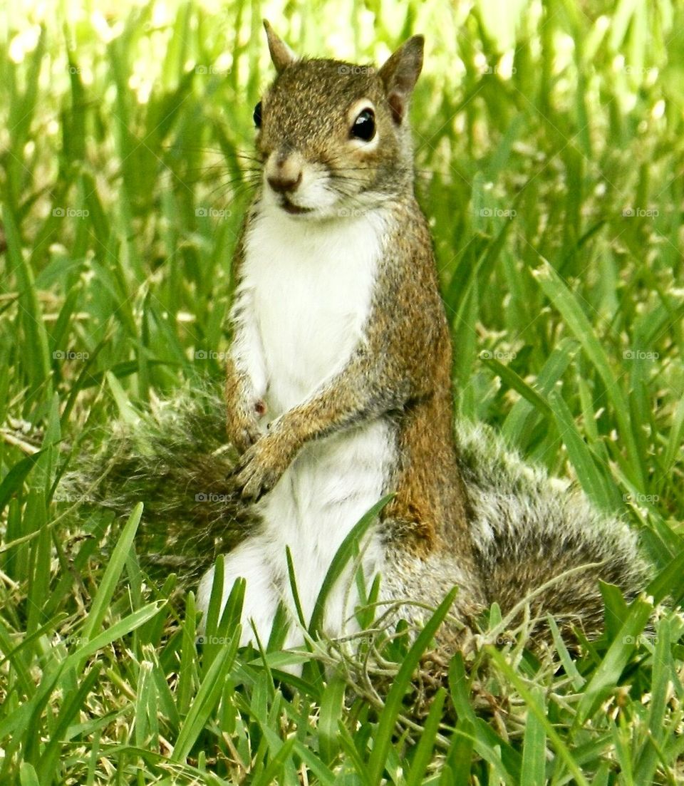 Squirrels waiting for food