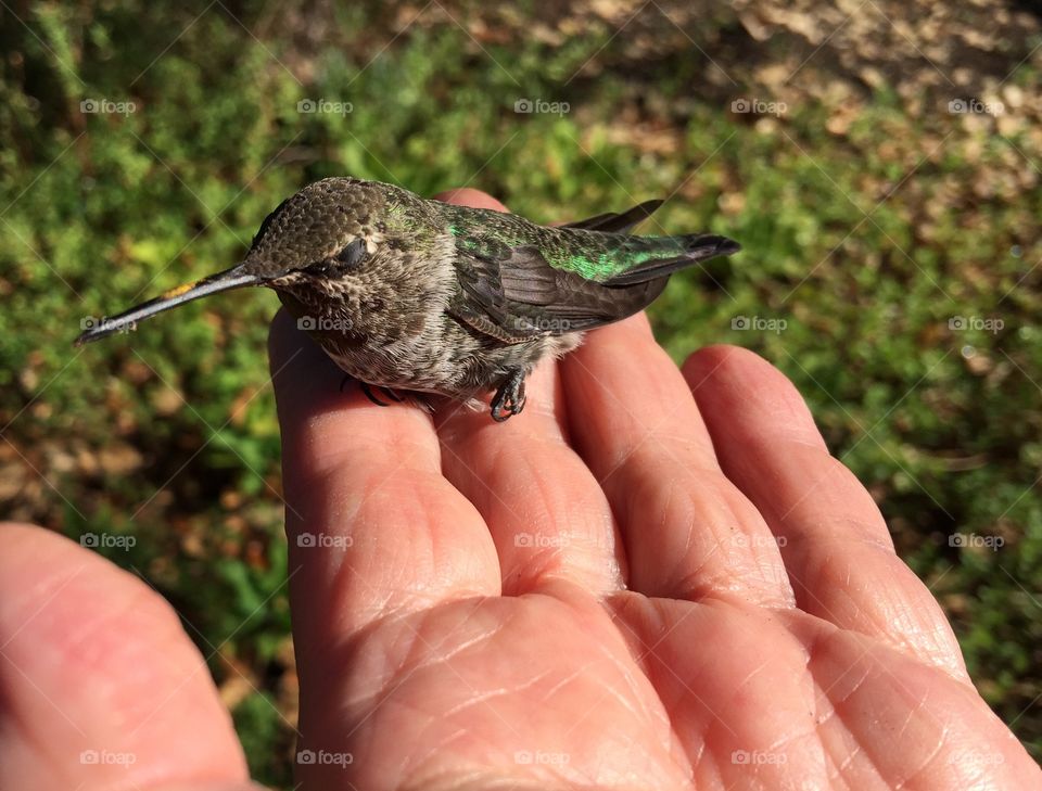 Rescued hummingbird . Stunned hummingbird rescued after collision with window