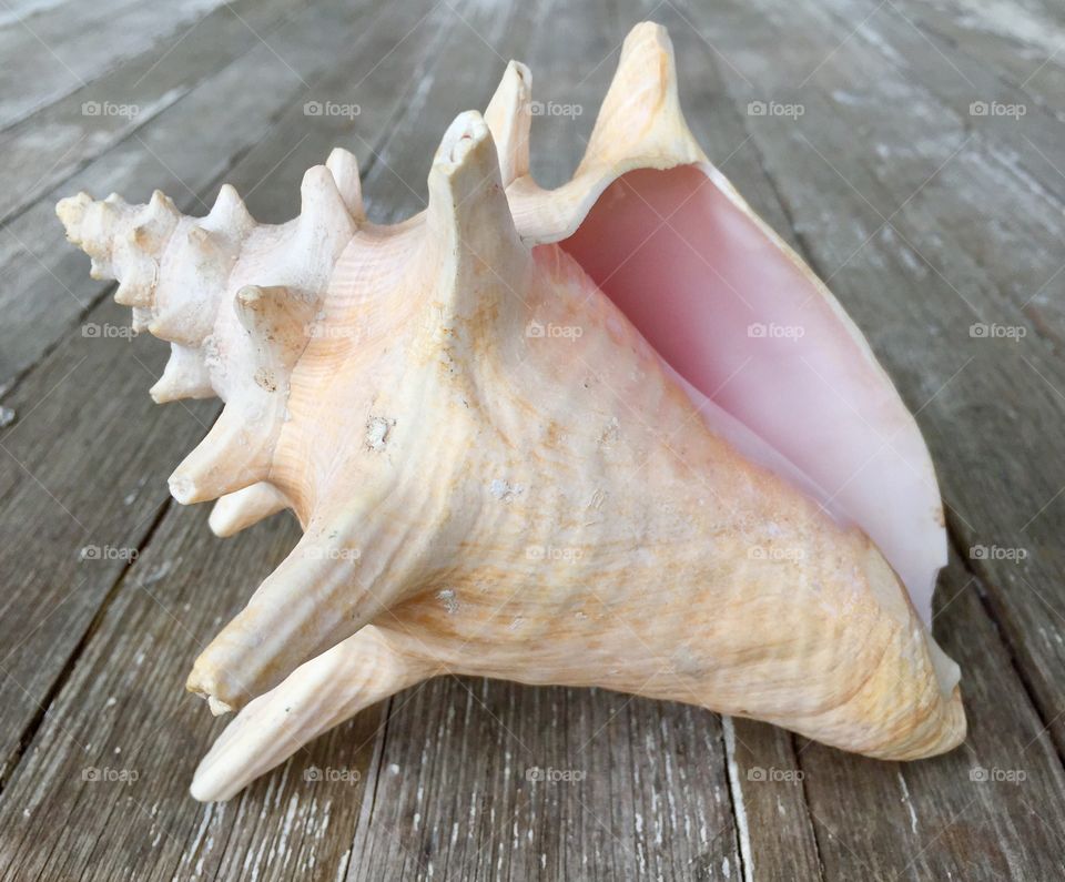 Close-up of a conch shell on wood