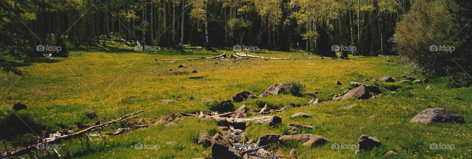 Utah forest meadow in summer. 
