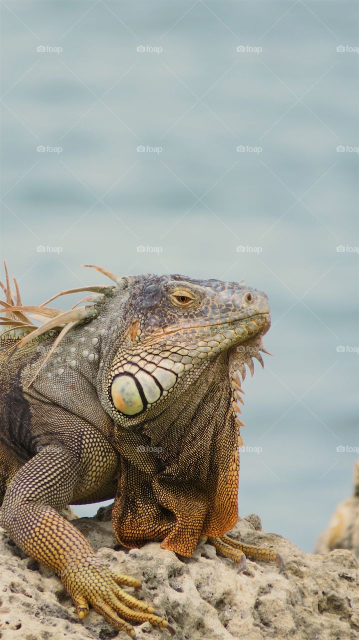Iguana in Key West, Florida.