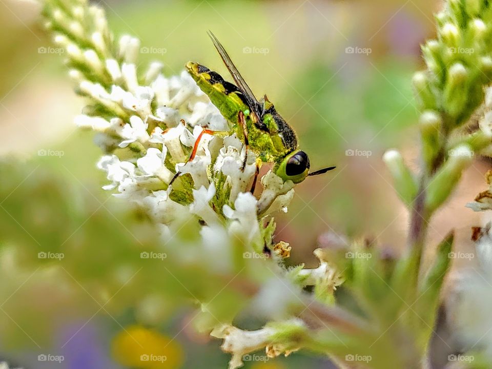 Green soldier fly feeding on nectar from a white sweet almond verbena flower