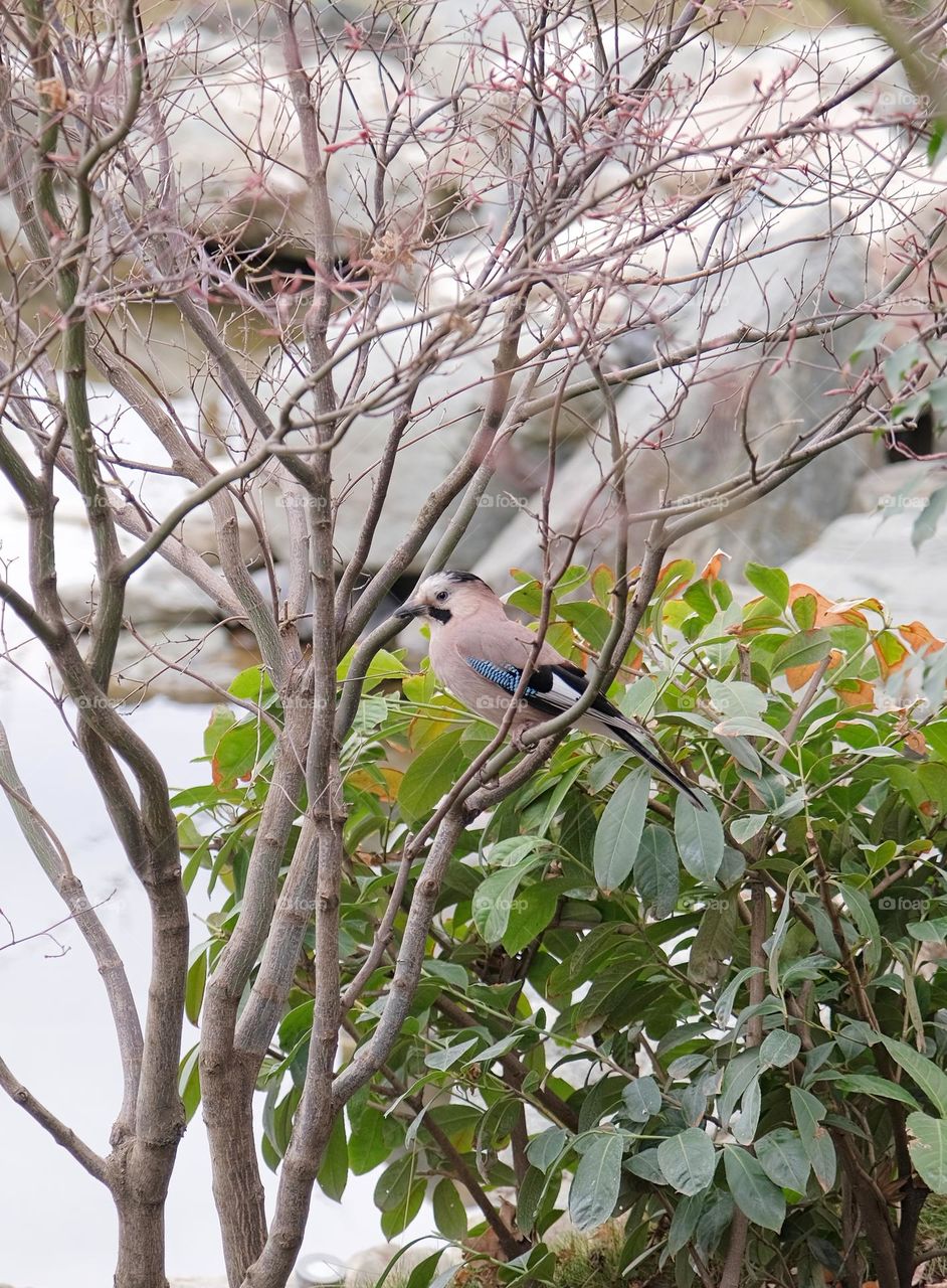 eurasian Jay in the park