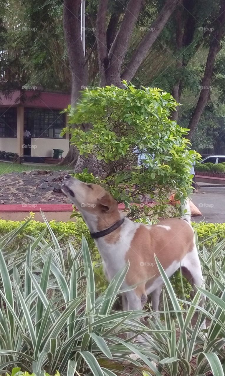 Dog in the bush