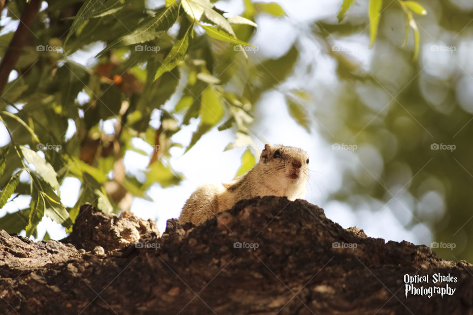 little cute squirrel 😍😍 ❤❤