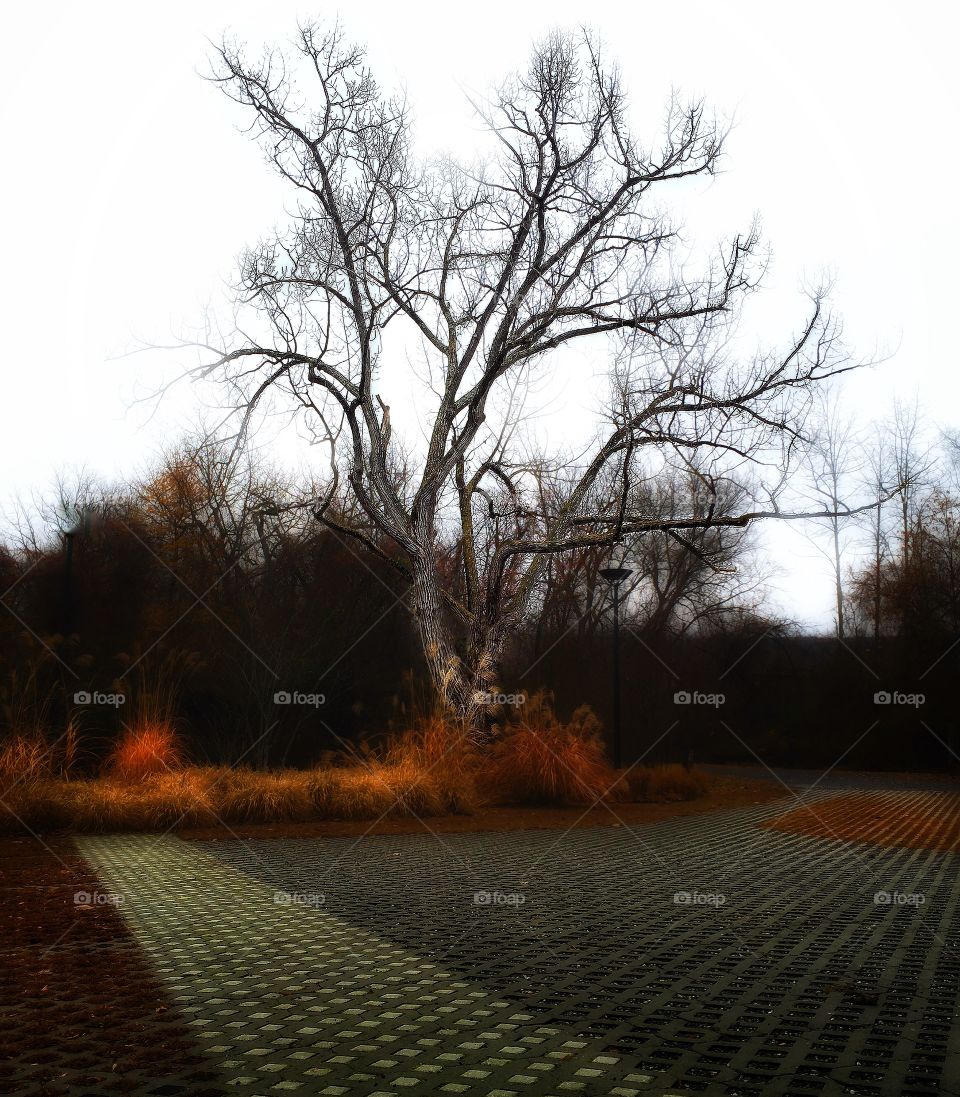 Tree, Landscape, Winter, Fall, Road