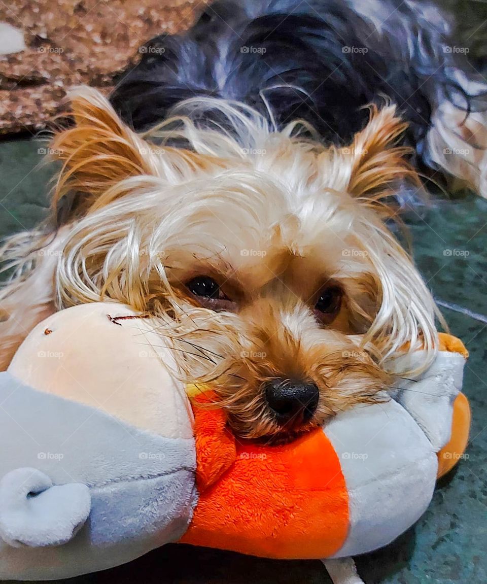 Dog with his favorite toy.