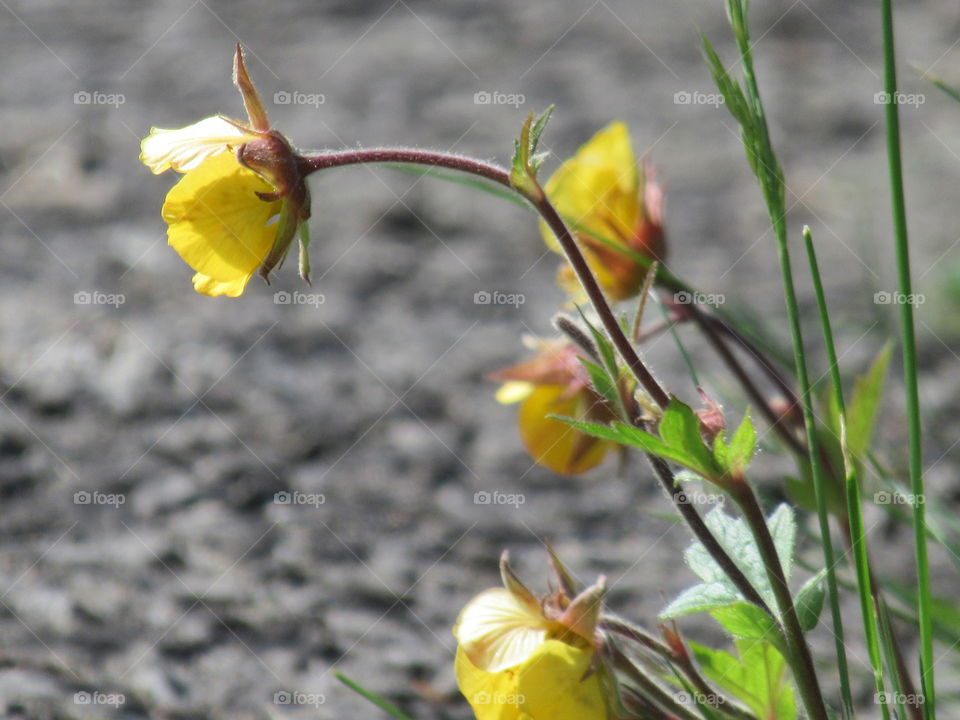 Yellow geum growing next to the path in the garden