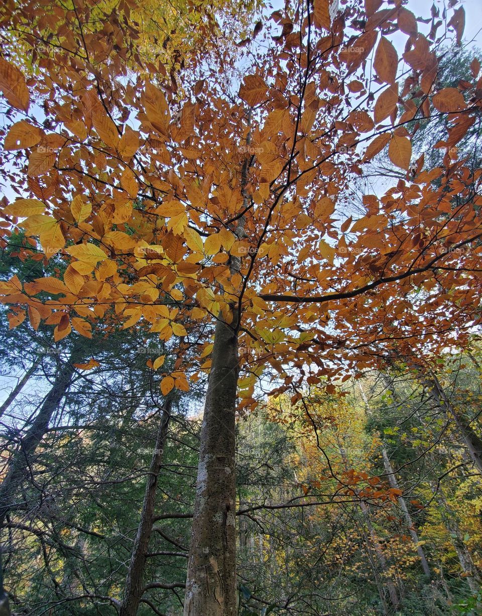 fall colored trees in Tennessee forest