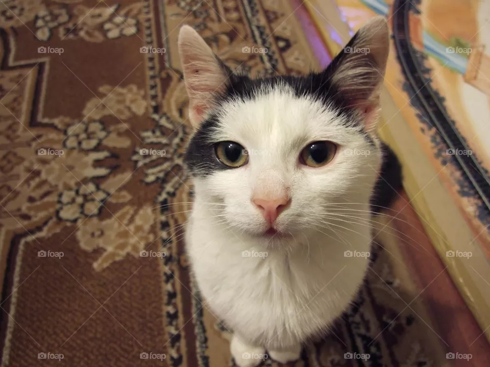 cat