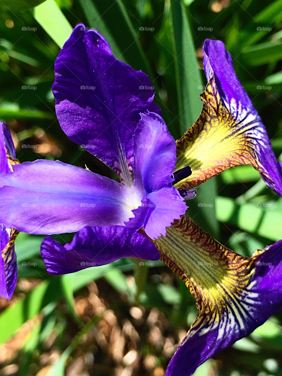 Deep Purple Iris