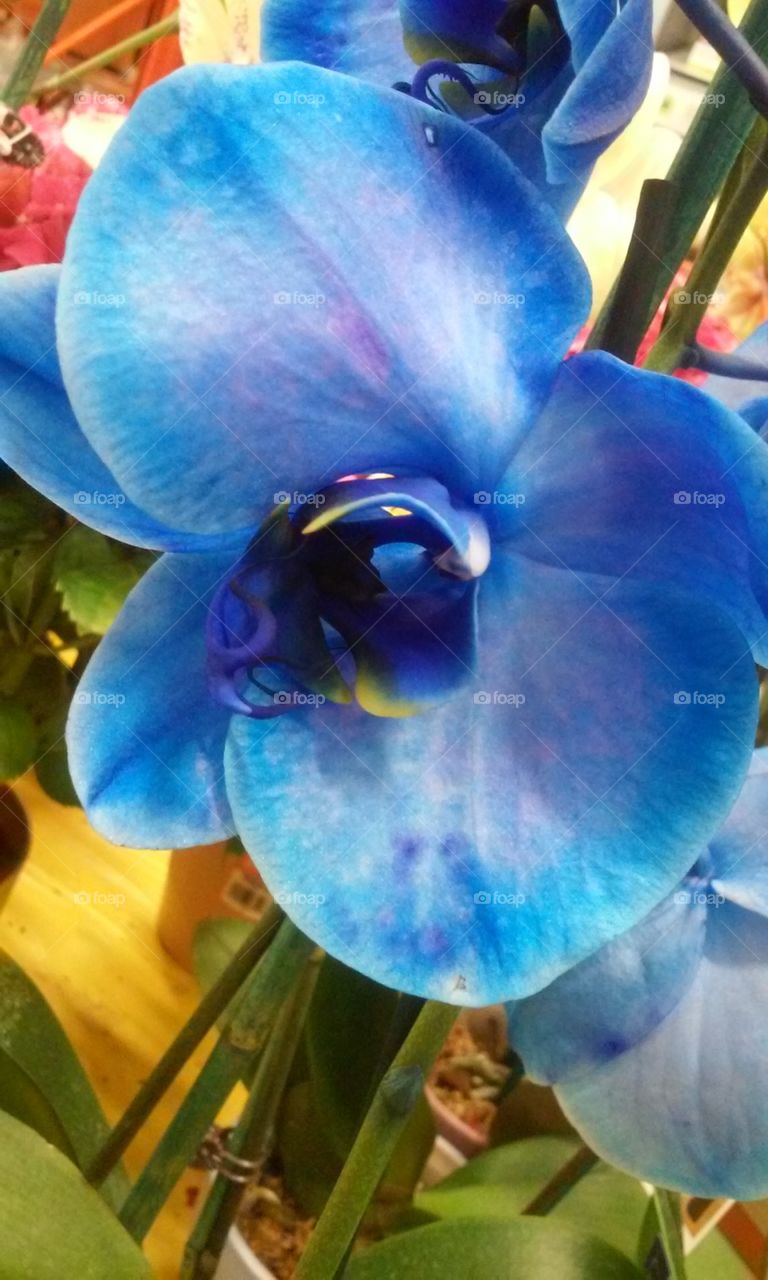 blue orchid. blue orchid