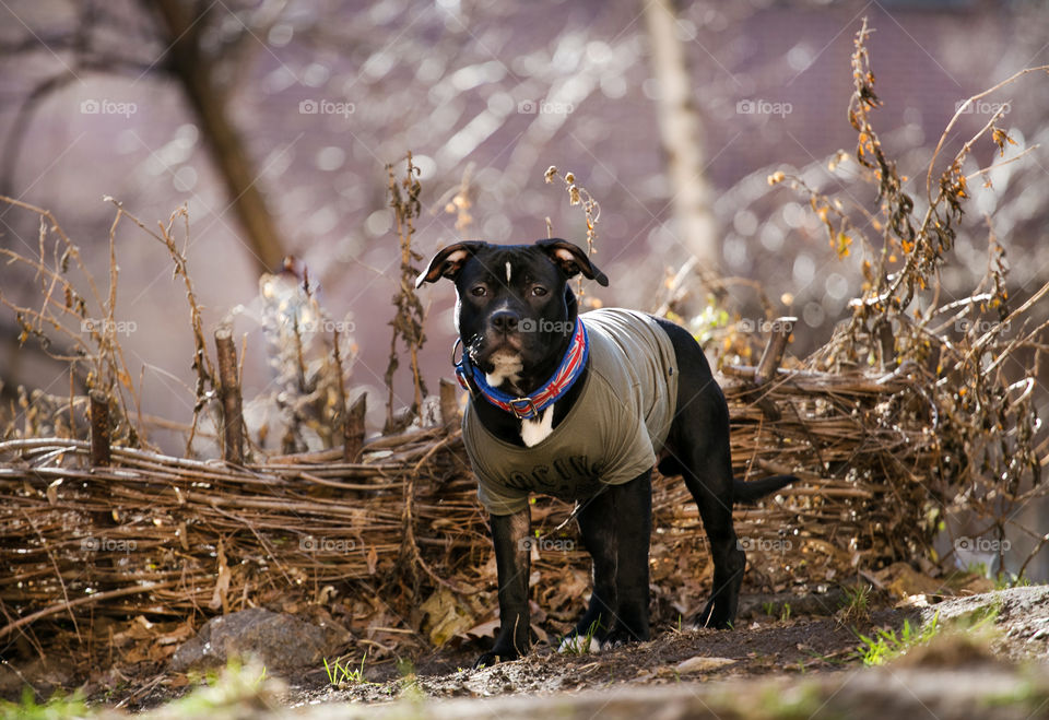 Portrait of cute dog