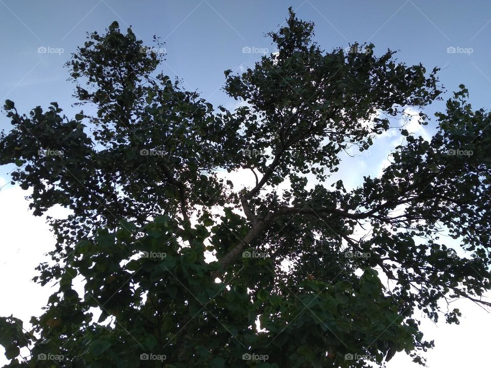 pepohonan yang lebat