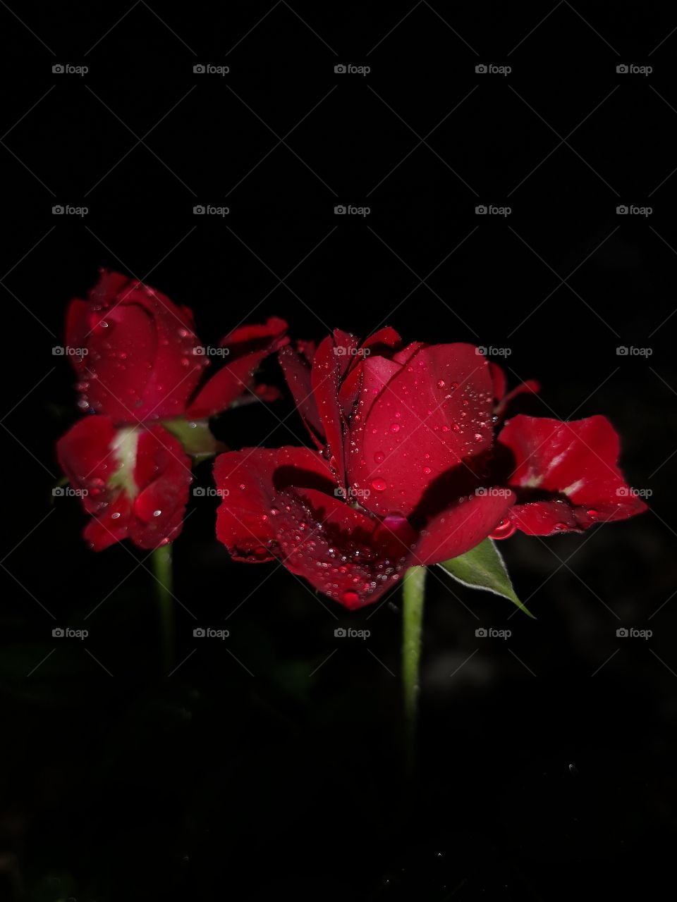 Red roses on the black background