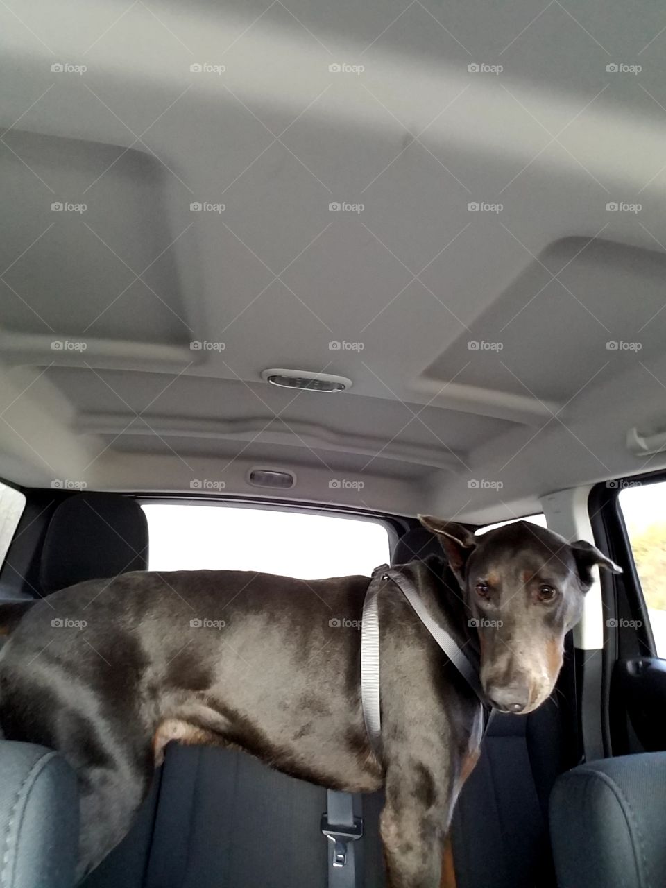 backseat passenger