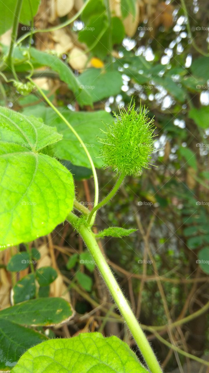 little green niddle fruit