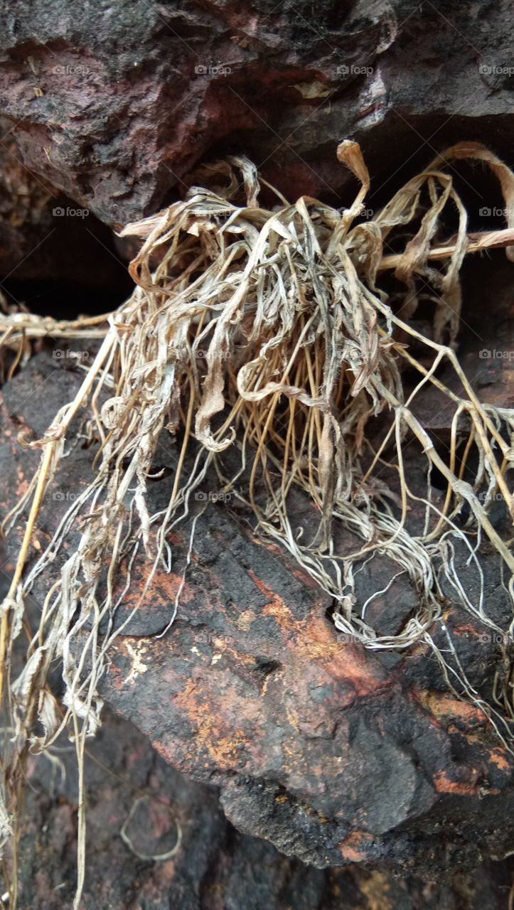 dry....ofter life...