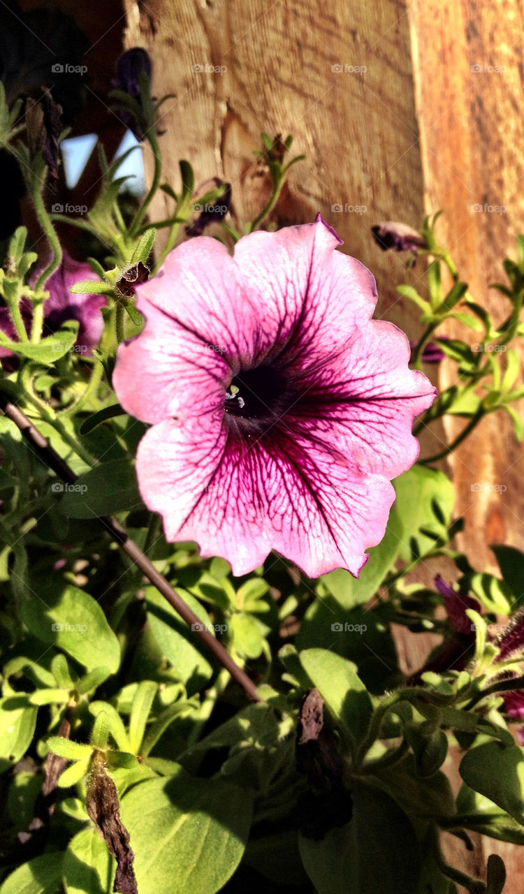 flower purple sharp vibrant by stykellee