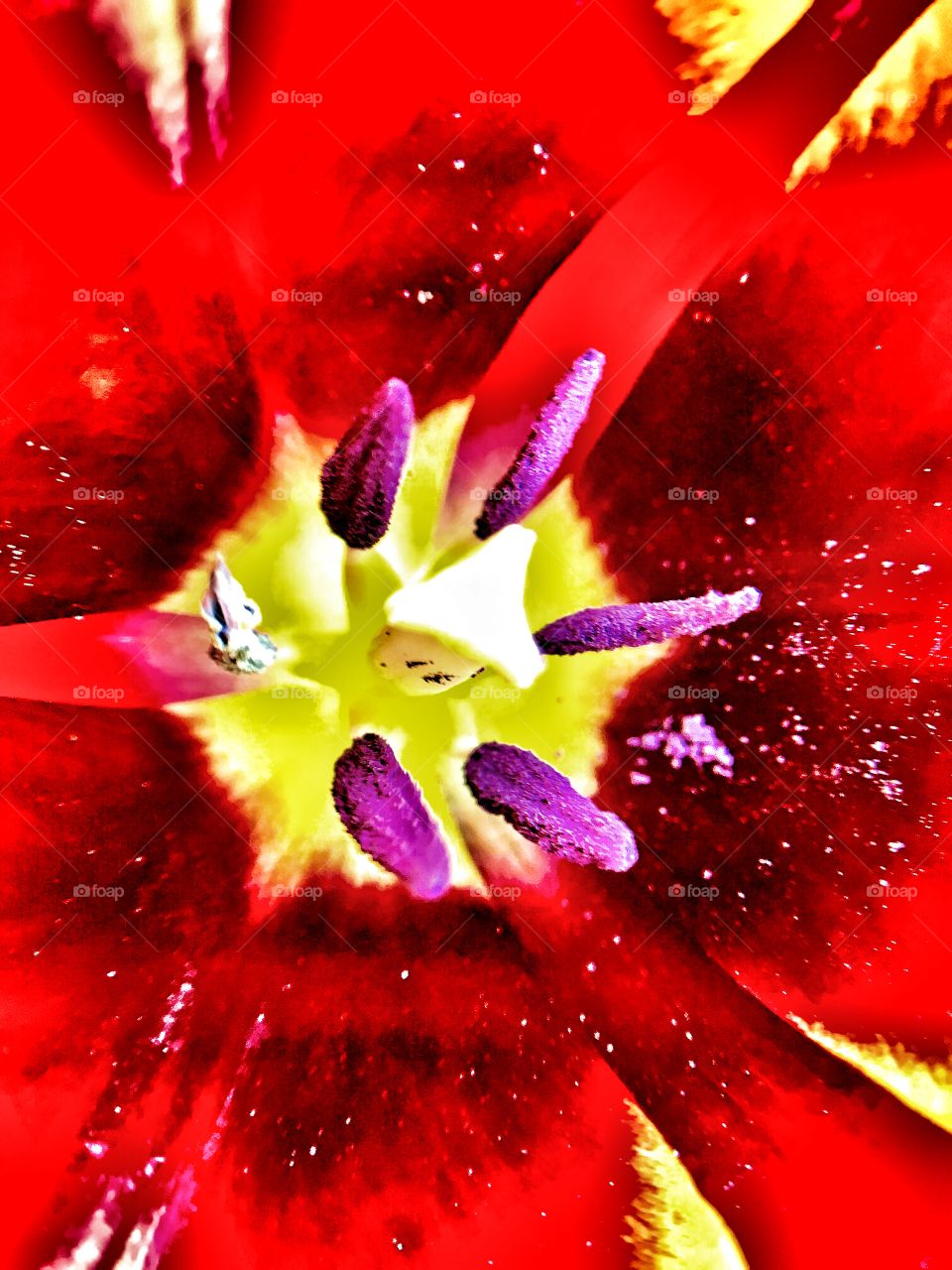 Beautiful up close tulip view. 