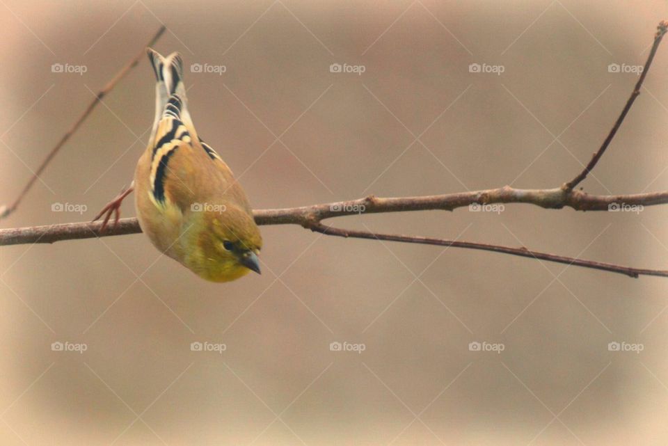 Goldfinch leaving his limb about to fly