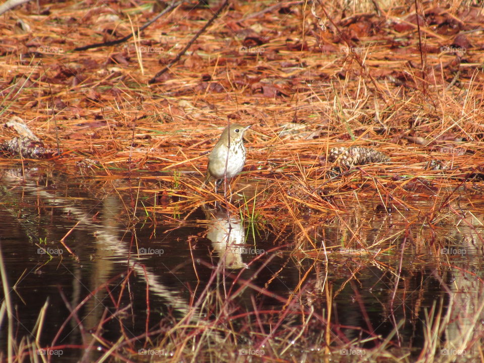 Hermit thrush and its reflection