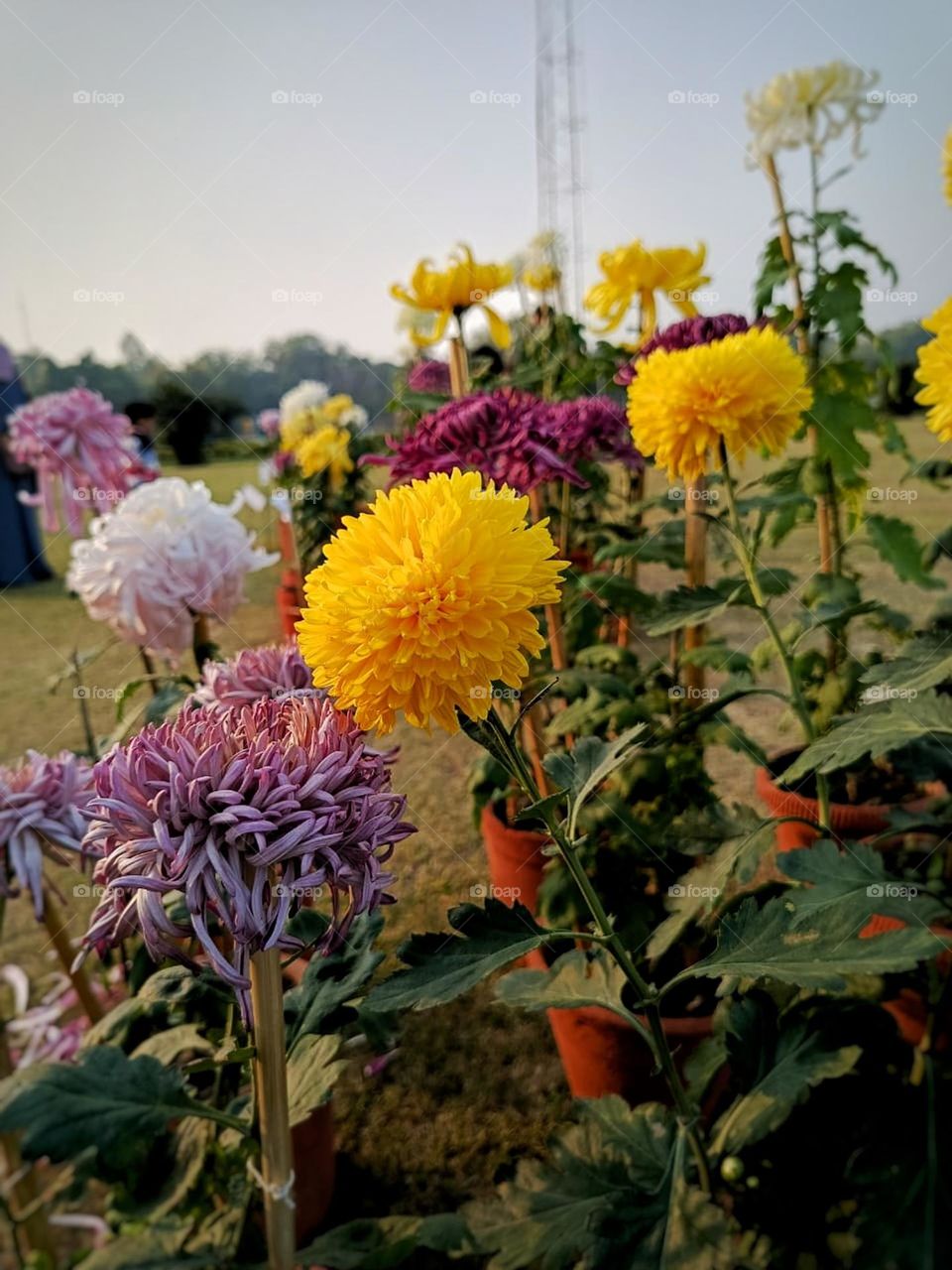 Wow, that field of colorful flowers looks absolutely breathtaking. The vibrant colors must be such a feast for the eyes. It's like stepping into a magical garden.