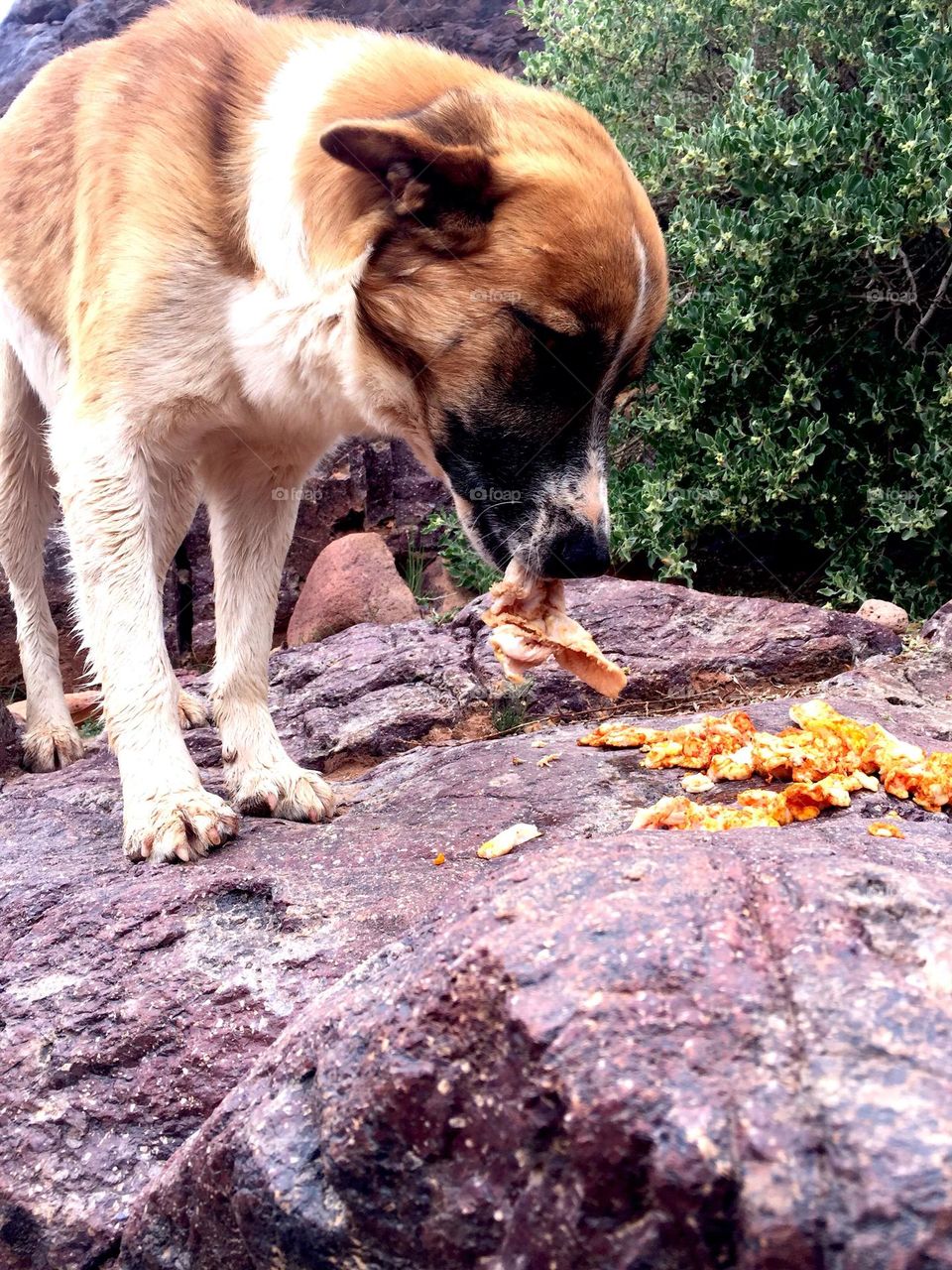 Dog eating food 