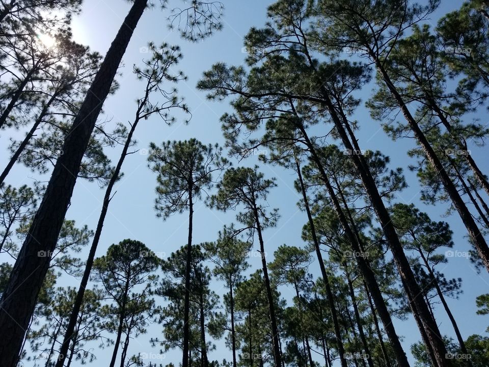 pine tree's  in  Florida