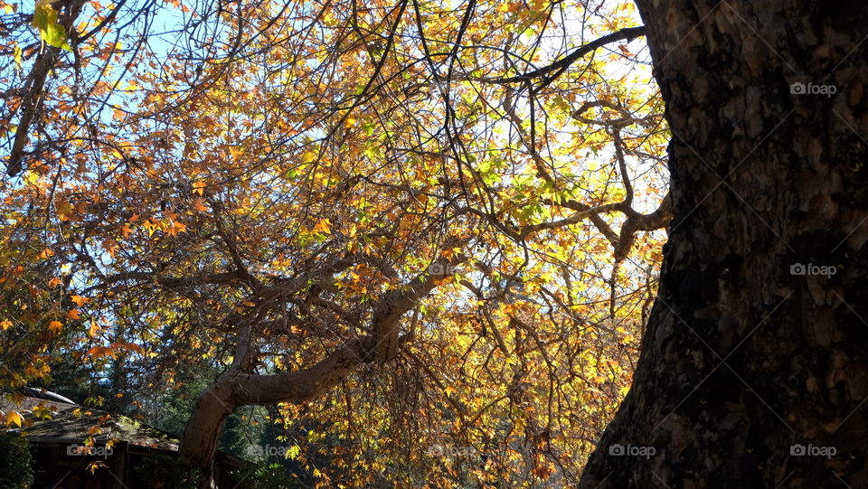 Fall, transition from summer to winter